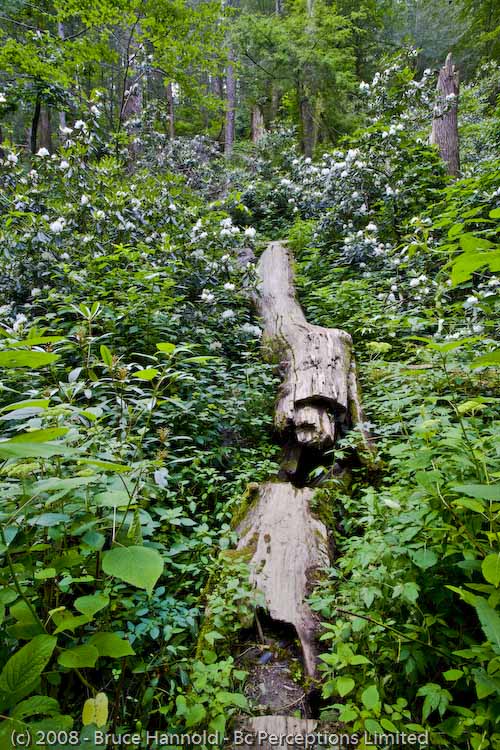 LOG IN BLOOMS 2